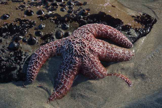 starfish